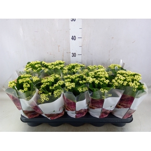 Kalanchoe blos. 'RosDon Dione'