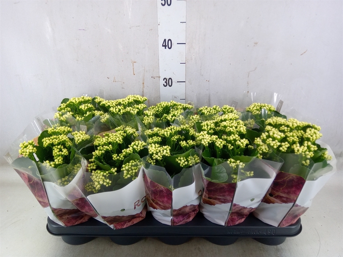 <h4>Kalanchoe blos. 'RosDon Dione'</h4>