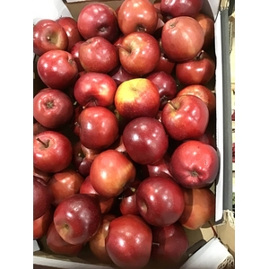 APPEL ROOD (LAK)