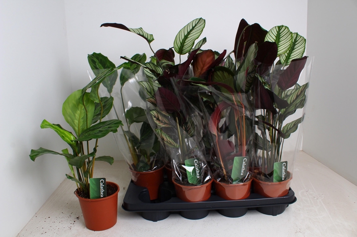 <h4>CALAT GEM 3 SRT</h4>