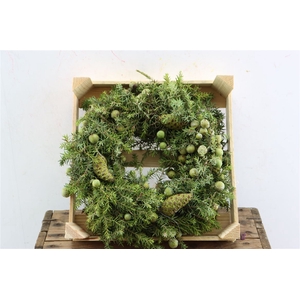 Wr Jeneverbes Pinea 30cm