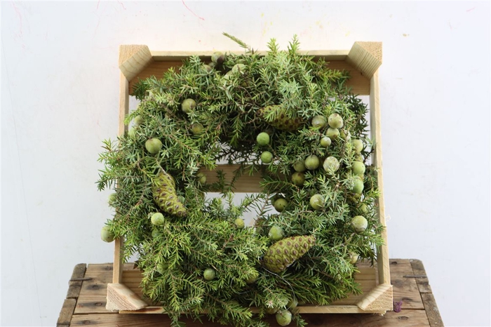 <h4>Wr Jeneverbes Pinea 30cm</h4>