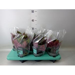 Plectranthus col. 'MSt Ruby Road'