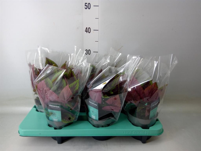 <h4>Plectranthus col. 'MSt Ruby Road'</h4>