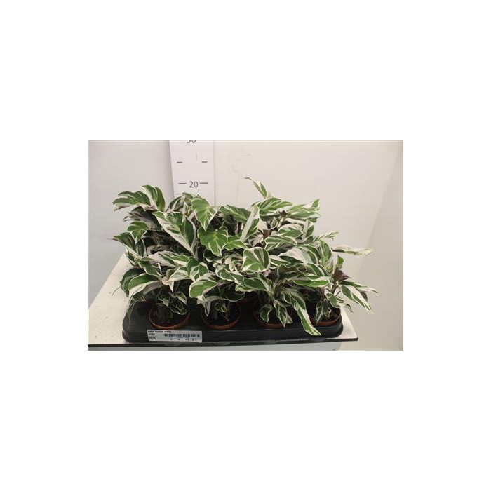 <h4>Calat Fusion White</h4>