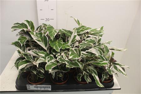 <h4>Calat Fusion White</h4>