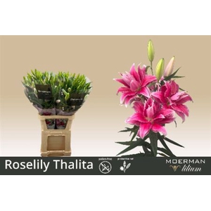 Li Or Du Rl Thalita