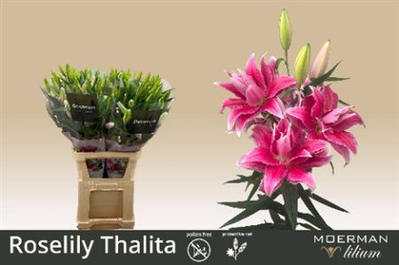 <h4>Li Or Du Rl Thalita</h4>
