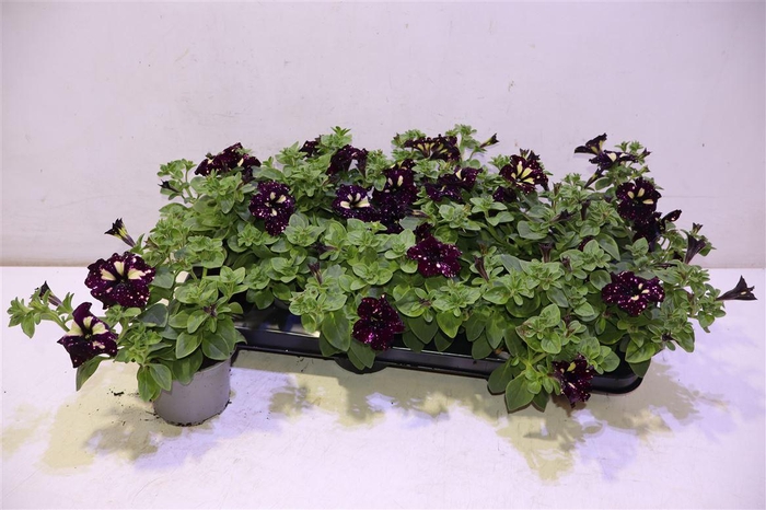 <h4>Pet Lightning Sky</h4>