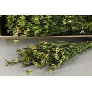 DF Nigella Orienlalis Bs 170g