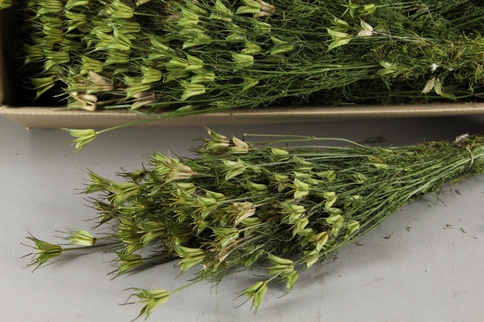 <h4>DF Nigella Orienlalis Bs 170g</h4>