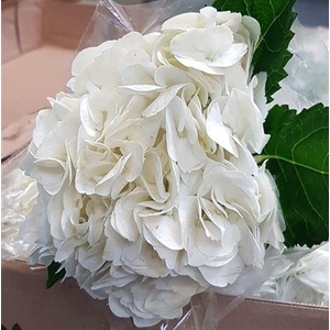 Hydr White Premium