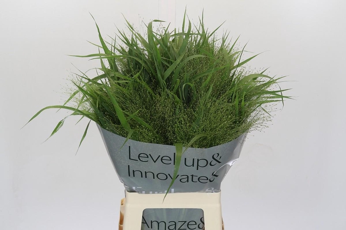 <h4>Panicum Fountain</h4>