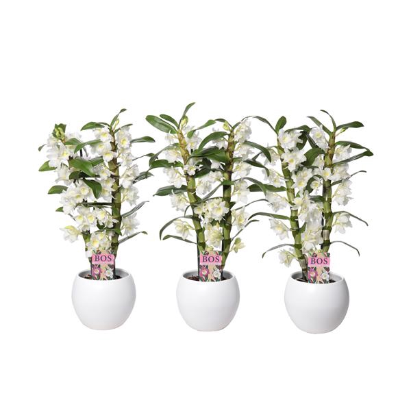 <h4>Dendr 2-Tak Apollon Lisa White</h4>