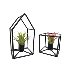 Arr.  Tillandsia L%