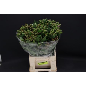 Bramen ( Rubus ) 50cm