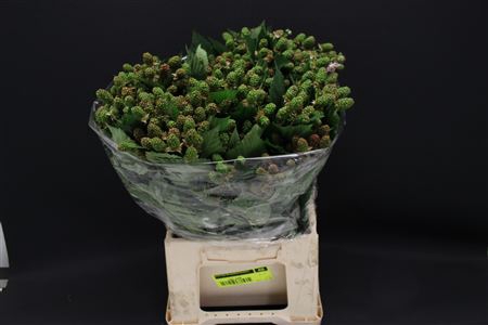 <h4>Bramen ( Rubus ) 50cm</h4>