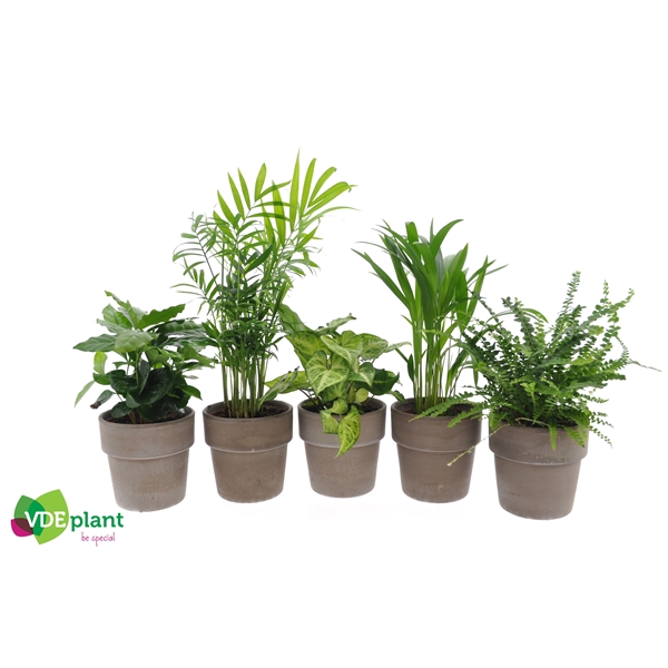 <h4>Fresh Green mix in Terracotta</h4>