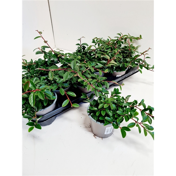 <h4>Cotoneaster dammeri Radicans</h4>