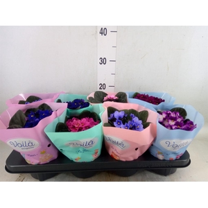 Saintpaulia   ...mix