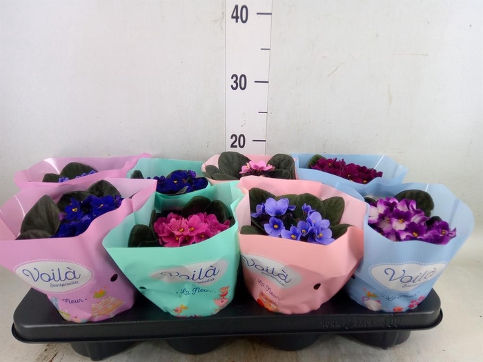 <h4>Saintpaulia   ...mix</h4>