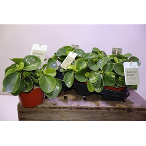 arr8 Pep Obt Green Gold