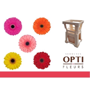 Gerbera Mix op Rij Water