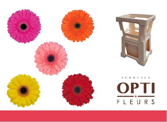 <h4>Gerbera Mix op Rij Water</h4>