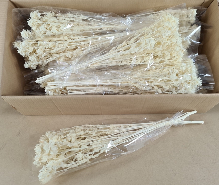 DF Carthamus Bs Bleach 100g