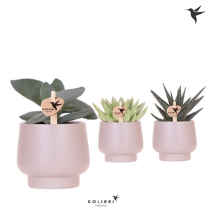 Kolibri Greens Succulenten mix in Scandic pot taupe