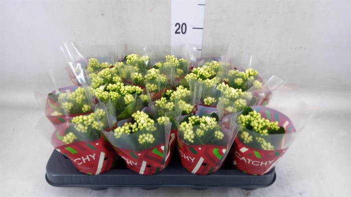<h4>Kalanchoe blos. 'Calandiva Whites'</h4>