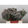 Kaaps Groen Silver Brunia
