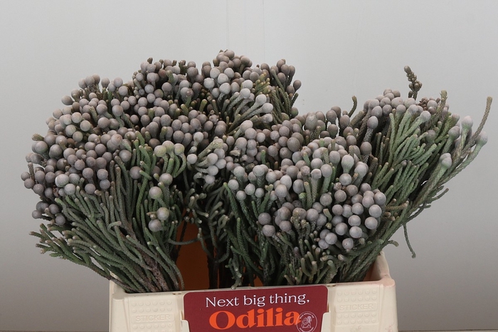 <h4>Kaaps Groen Silver Brunia</h4>