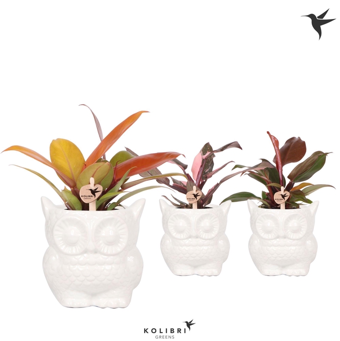 <h4>Kolibri Greens Philodendron mix in Owl pot white</h4>