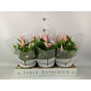 Anthurium andr. 'Lilli'