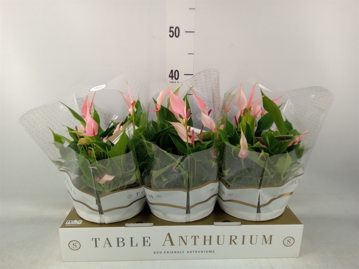 <h4>Anthurium andr. 'Lilli'</h4>