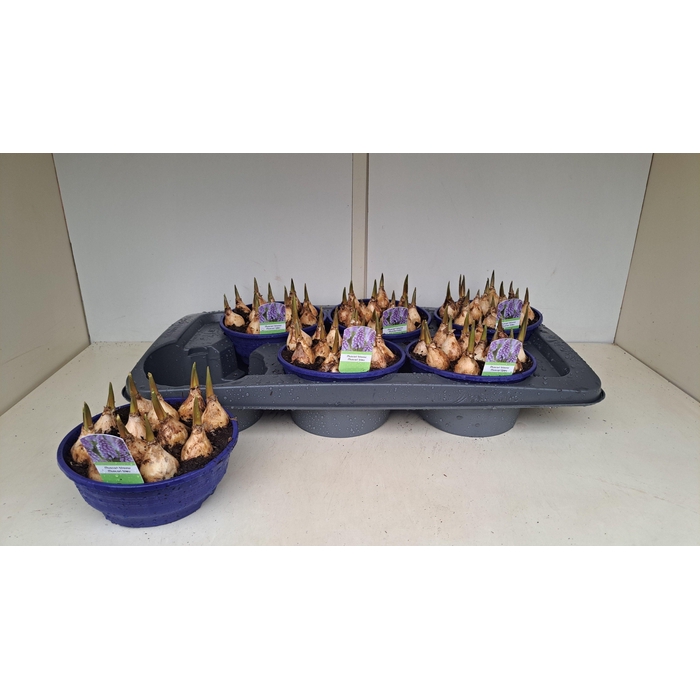 <h4>MUSCAR LINDSAY</h4>