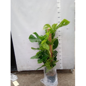 Monstera pertusum