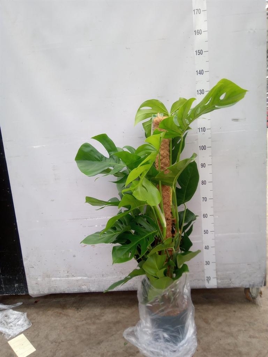 <h4>Monstera pertusum</h4>