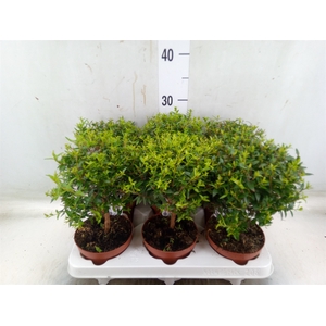 Myrtus communis