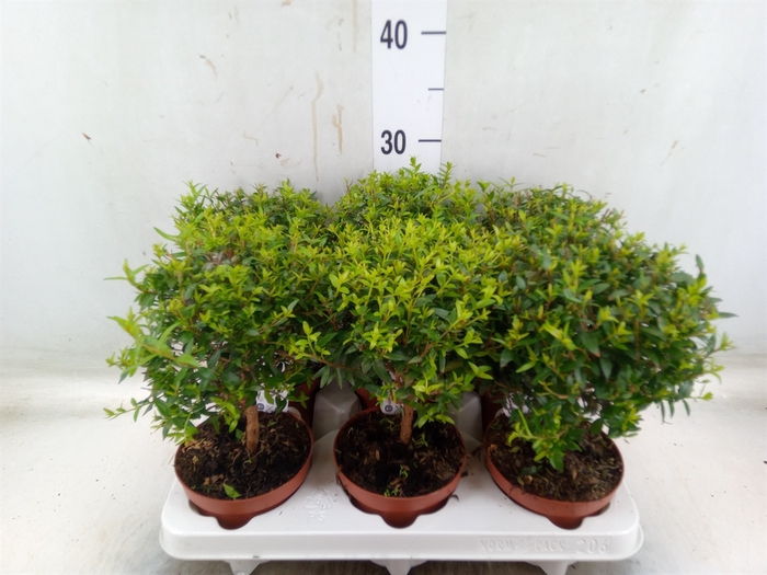 <h4>Myrtus communis</h4>