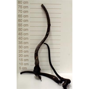 DROOG KELP 100 CM  P