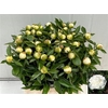 Paeo L Duchesse De Nemours Xl
