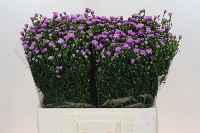 <h4>Aster Casarosa</h4>