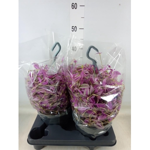 Tradescantia zebr. 'Pink Paradise'