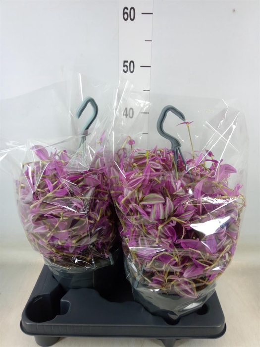 <h4>Tradescantia zebr. 'Pink Paradise'</h4>