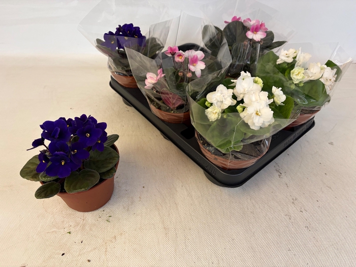 <h4>SAINTP GEM 3 KL</h4>