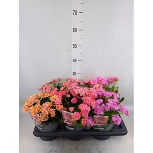 Lewisia  'Mountain Dreams'   ...mix