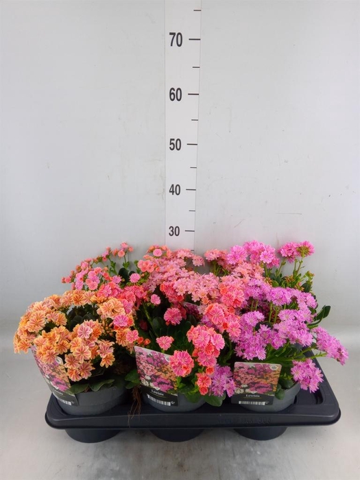 <h4>Lewisia  'Mountain Dreams'   ...mix</h4>