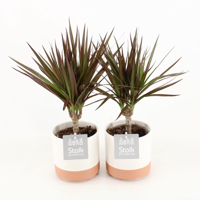<h4>Dracaena Marginata Magenta in Milou keramiek</h4>